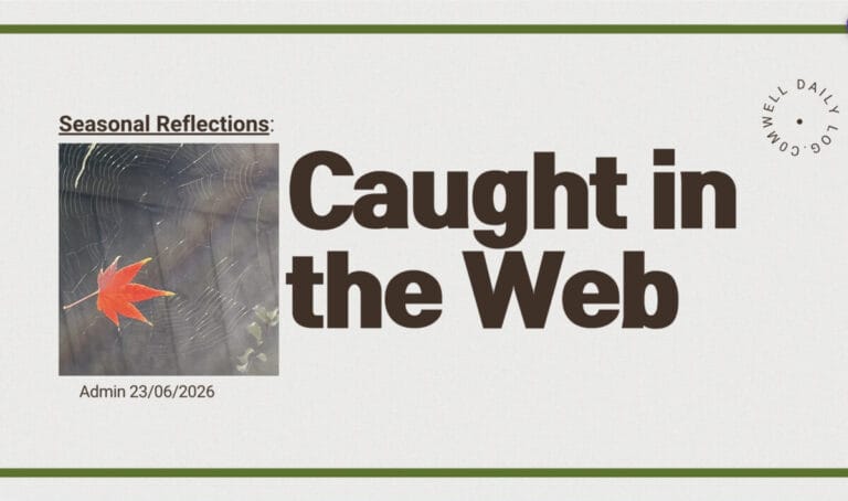Image of a little maple leaf caught in one corner of the web